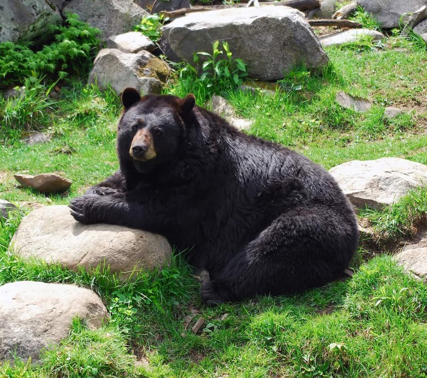 black bear wildlife sanctuary san bernardino ca