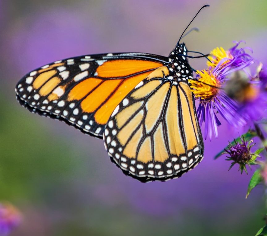 monarch butterfly in san bernardino mountains