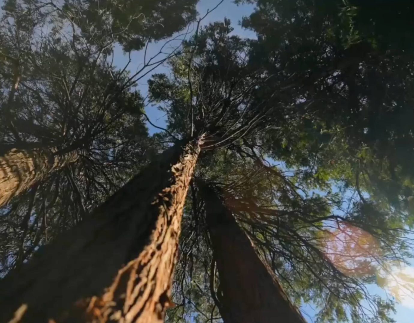 Tall evergreen trees under a vibrant blue sky, perfect for Lake Arrowhead Family Vacation.